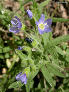 Слика од Polemonium californicum Eastw.