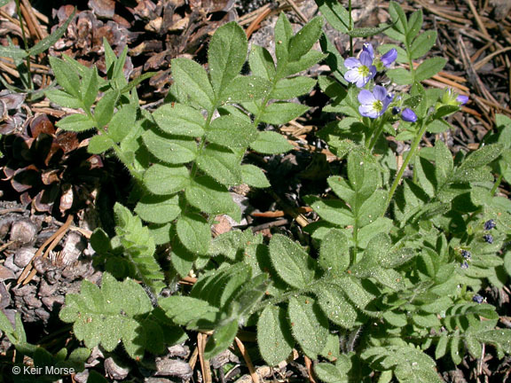 Слика од Polemonium californicum Eastw.