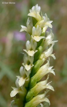 Image of Western Ladies'-Tresses