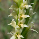 صورة Spiranthes porrifolia Lindl.