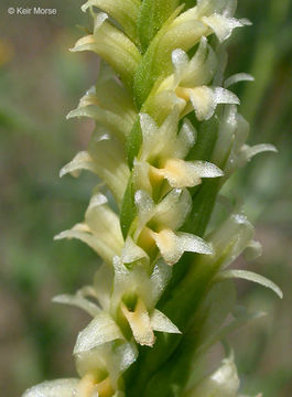 Imagem de Spiranthes porrifolia Lindl.