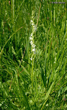 Spiranthes stellata P. M. Br., Dueck & K. M. Cameron resmi