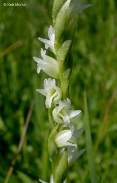 Image of Spiranthes stellata P. M. Br., Dueck & K. M. Cameron