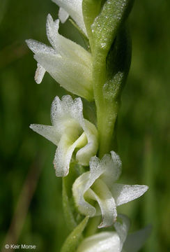 Image of Spiranthes stellata P. M. Br., Dueck & K. M. Cameron