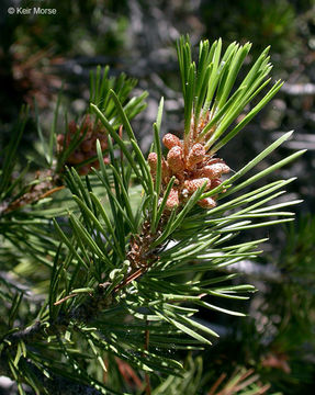 Image of Sierra lodgepole pine