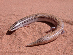 Plancia ëd Chalcides boulengeri Anderson 1892