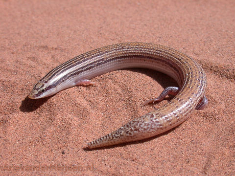 Image of Boulenger's Feylinia