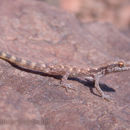 Image de Tropiocolotes tripolitanus Peters 1880