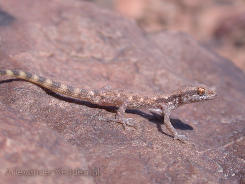 Image of Northern Sand Gecko