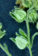 Image of wingnut cryptantha