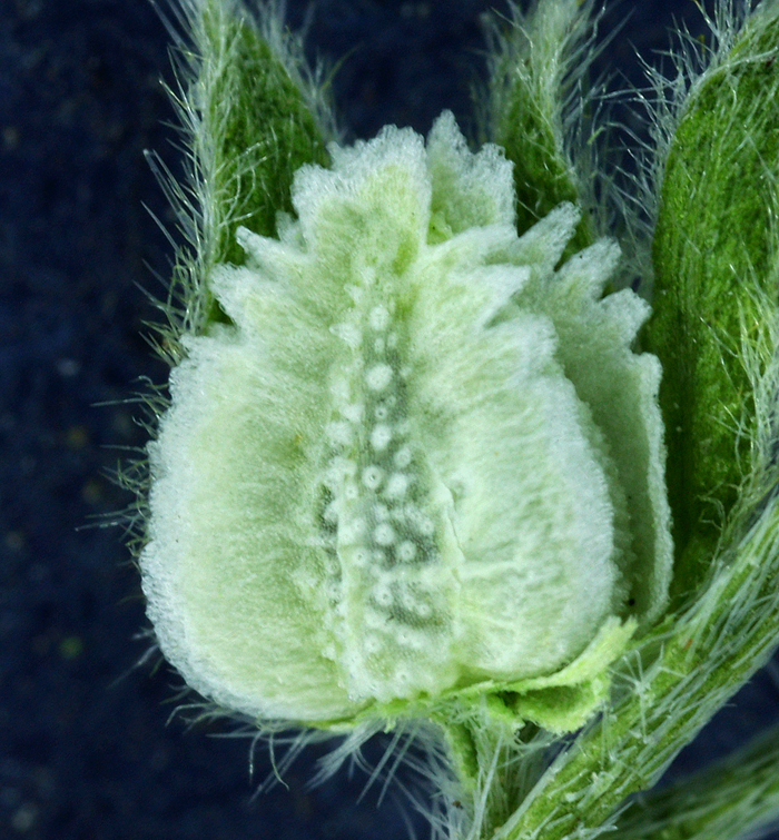 Plancia ëd Cryptantha pterocarya (Torr.) Greene