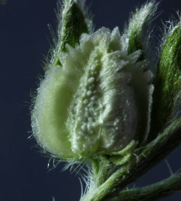 Plancia ëd Cryptantha pterocarya (Torr.) Greene