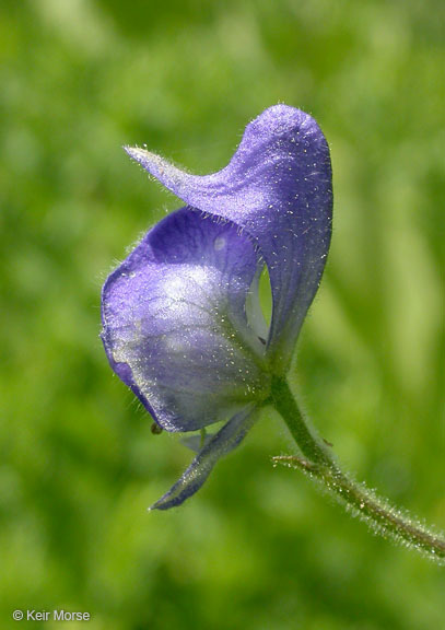 Image of Columbian monkshood