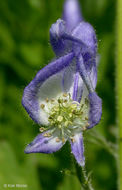 Image of Columbian monkshood