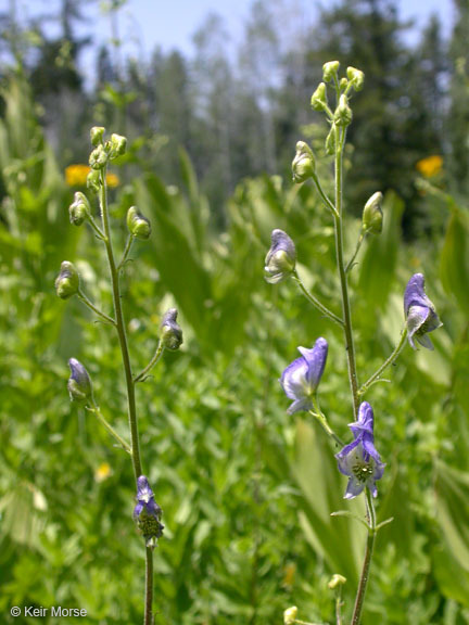 Image of Columbian monkshood