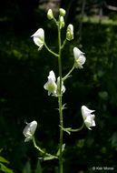 Image of Columbian monkshood