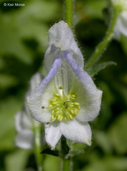 Image of Columbian monkshood