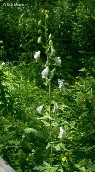 Image of Columbian monkshood