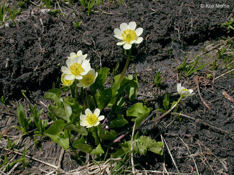 Image of white marsh marigold