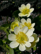 Image of white marsh marigold