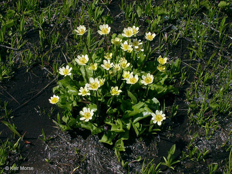 Image of white marsh marigold