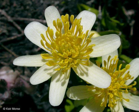 Image of white marsh marigold