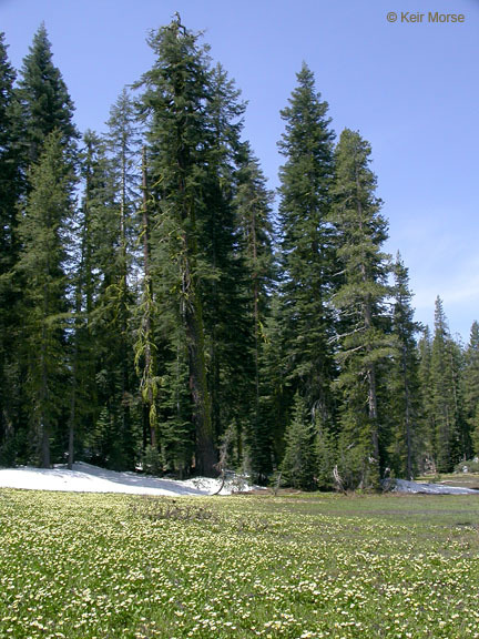 Image of white marsh marigold