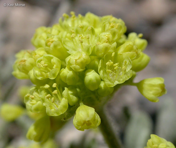 Image of rosy buckwheat