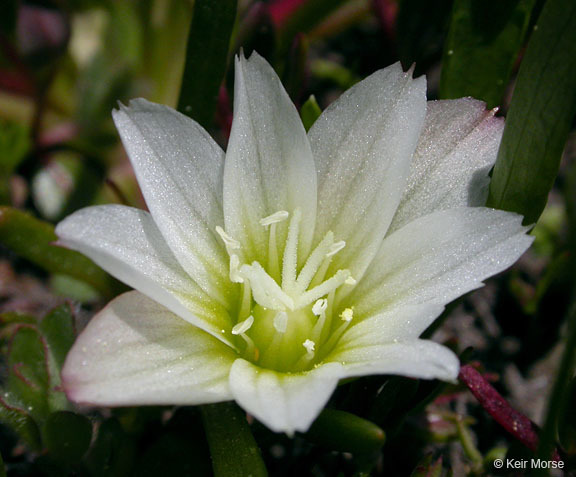 Image of Nevada lewisia