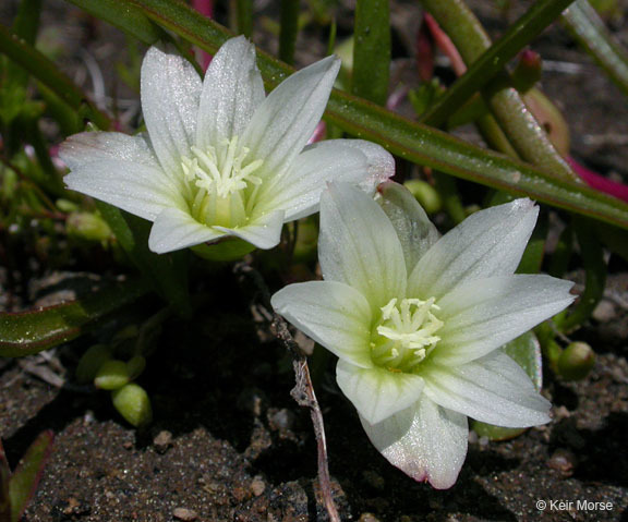 Image of Nevada lewisia