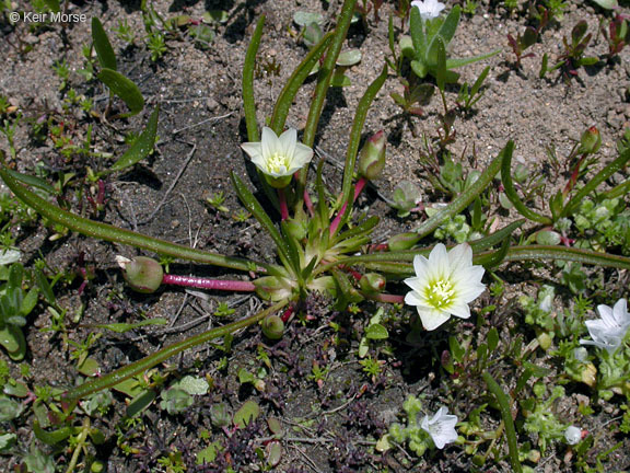 Image of Nevada lewisia