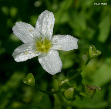 Image of water minerslettuce