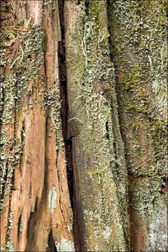 Image of cup lichen