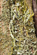 Image of cup lichen