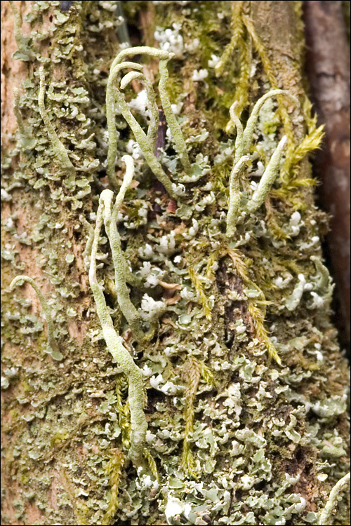 Image of cup lichen