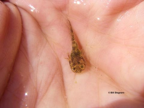 Image of California Tiger Salamander