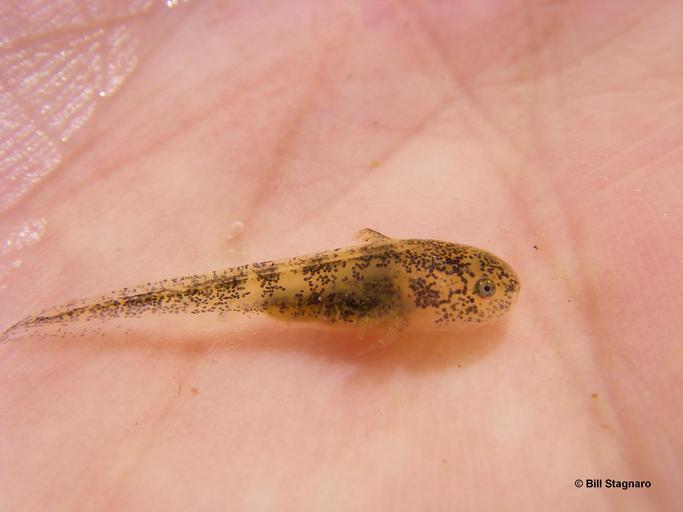 Image of California Tiger Salamander