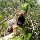 Imagem de Ophrys bertolonii Moretti