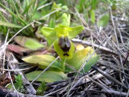 Image of <i>Ophrys lutea</i> ssp. <i>minor</i>