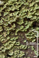 Image of cup lichen