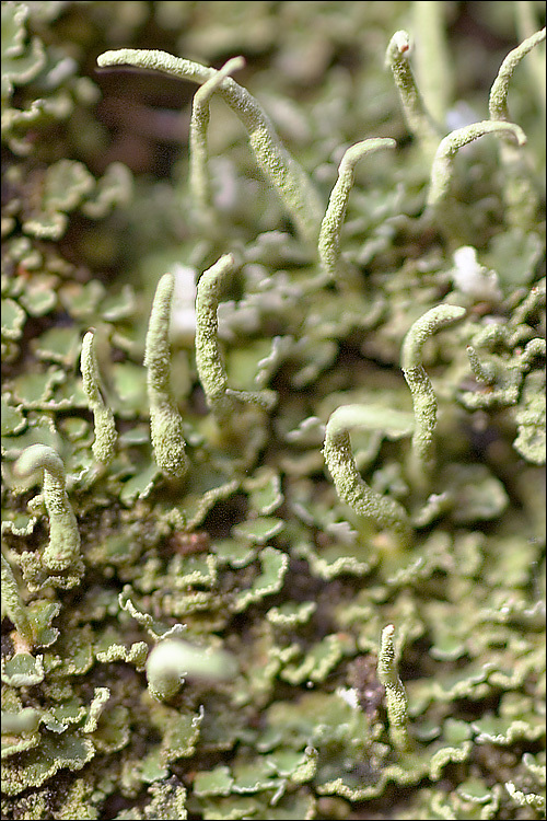 Image of cup lichen