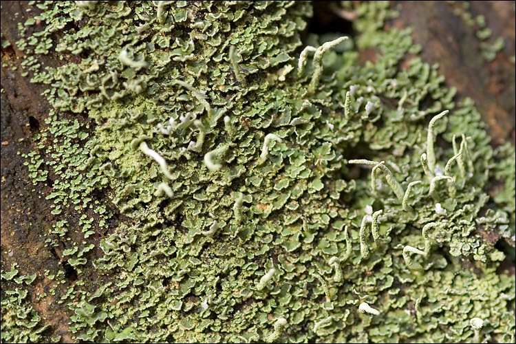 Image of cup lichen