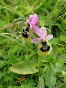 Image of Sawfly orchid