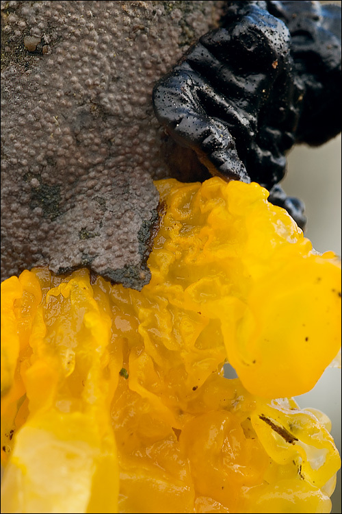 Image of Witches butter