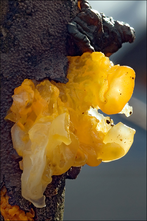 Image of Witches butter