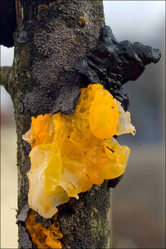 Image of Witches butter