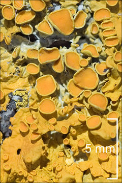 صورة Xanthoria parietina (L.) Beltr.