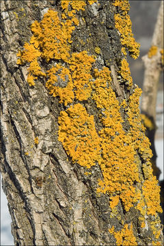 Imagem de Xanthoria parietina (L.) Beltr.