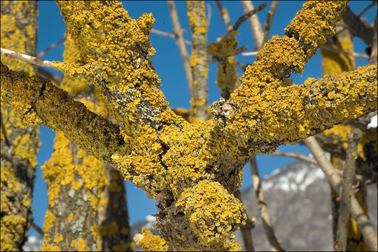 Imagem de Xanthoria parietina (L.) Beltr.