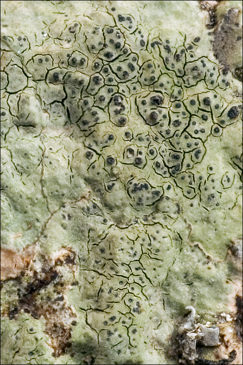 Image of wart lichen